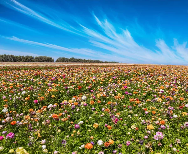 以色列南部的春天 温暖的春天 色彩艳丽 风景如画的大花园花朵被宽条纹地种植 五彩缤纷的蝴蝶繁茂的田野 — 图库照片