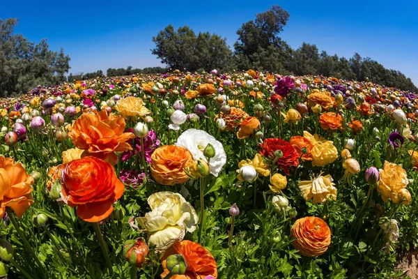 絵のように大きな庭の花の巨大なフィールド 開花バターカップの壮大なKibbutzフィールド イスラエル南部の春 暖かい晴れた春の日 — ストック写真