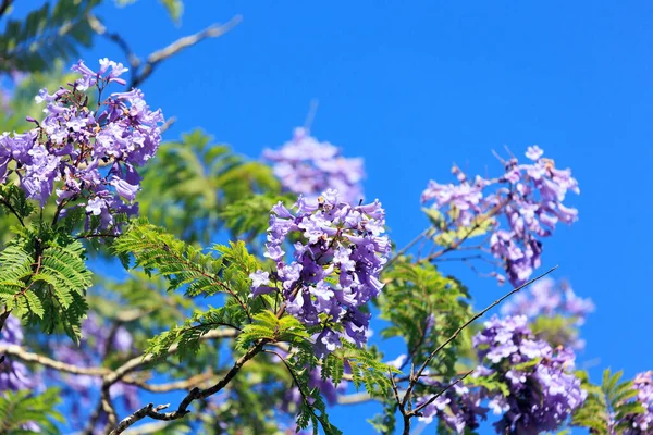 Spring Came Magnificent Jacaranda Blooms Lilac Flowers Gathered Bunches Spring — Stock Photo, Image