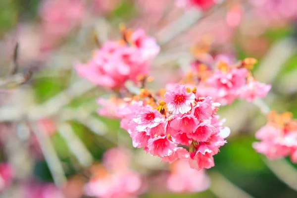 Гілки Квітучого Вишневого Дерева Розмитому Тлі Яскравий Сонячний День Рожеві — стокове фото