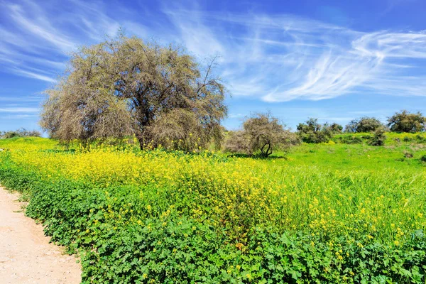 森林本 以色列中部著名的绿色森林 春天的草和花生长在森林的森林中 清澈的空气 蓝蓝的天空 轻盈的云彩笼罩着森林 — 图库照片