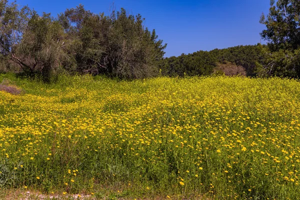 フォレスト シーメン イスラエルの中心部にある有名な絵と緑の森 フォレストグレーズのコルザ蜂蜜の植物の美しい黄色の花 澄んだ空気と青い空に光の雲が森の上に — ストック写真