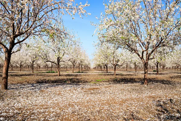 White Flowering Almond Trees Grow Even Rows Fallen Flowers Cover — Photo