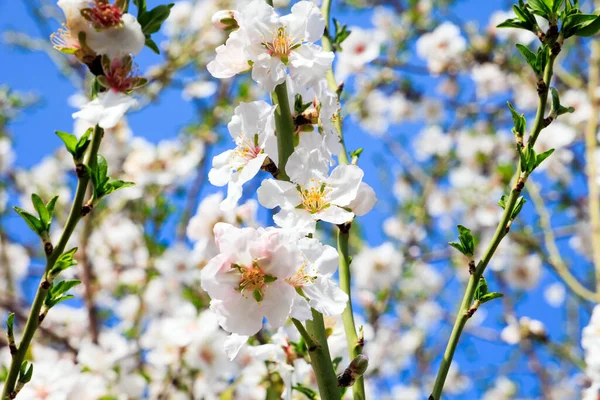 Early Spring Israel Gorgeous Almond Grove Bloom Delicate White Almond — Stock Photo, Image