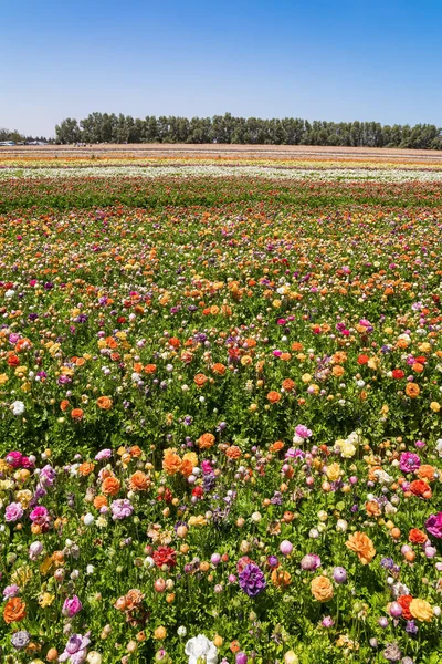 以色列南部的春天 温暖的一天 色彩艳丽 风景如画的大花园花朵被宽条纹地种植 五彩缤纷的蝴蝶繁茂的田野 — 图库照片
