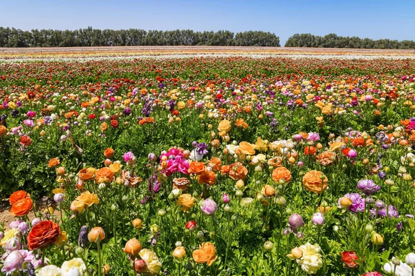 Printemps Dans Sud Israël Grandes Fleurs Jardin Pittoresques Aux Couleurs — Photo