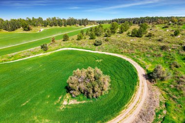 İlkbahar çimleri ve çiçekler ormanlarda yetişir. Toprak yollar ve kırsal alanlar. Resim bir kuşun gözünden çekildi. İsrail 'in merkezindeki yeşil orman Ben Shadi. 