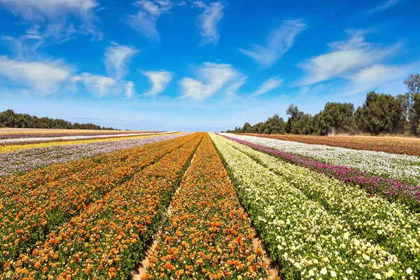 색깔의 커다란 정원의 꽃들이 형형색색의 커다란 미나리아재비들이 있습니다 이스라엘 남부의 — 스톡 사진