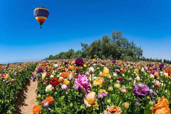 stock image Huge multicolor balloon flies over the field. Picturesque large garden flowers of bright colors are planted in wide stripes. Spring in the south of Israel. 