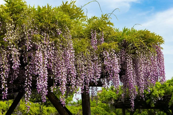 Blooming wisteria decorate the gardens in the temple. \