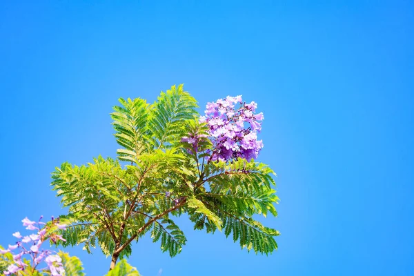 Israel Magnificent Jacaranda Blooms Lilac Flowers Gathered Bunches Spring Came — Stock Photo, Image