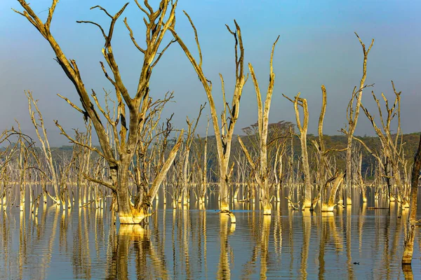 stock image Lake Nakuru in East Africa. Evening twilight. The ecosystem of the park is centered around a lake surrounded by meadows and forest thickets. Journey to the exotic country of Kenya. East African Rift Valley.
