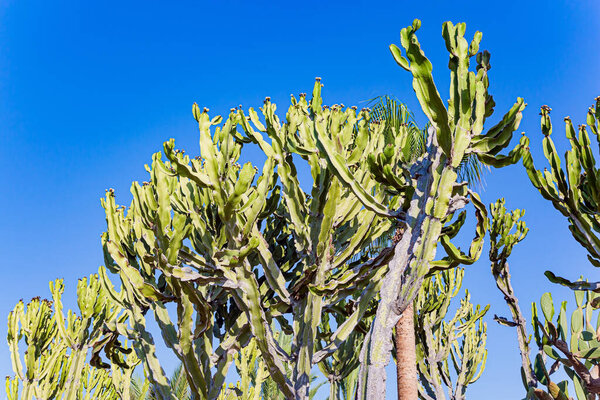 The tops of huge tropical cacti against the blue sky