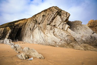 İnanılmaz kaya oluşumları, taşlar ve kayalar. Sevimli martı. Cantabria, İspanya. Playa de la Arnia plajı. Resimli sahil kayalıkları. 