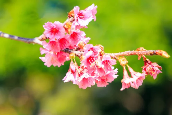Gorgeous Spring Cherry Blossoms Bright Sunny Day Pink Terry Fluffy — Stock Photo, Image