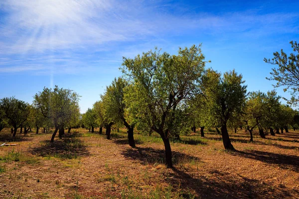 Stock image  Olive tree park. The magnificent building on the top of the hill is picturesquely lit by the morning sun. Autumn trip to Spain