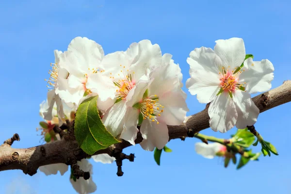 Delicate White Flowers Attract Bees Snow White Almond Flowers Yellow — Stock Photo, Image