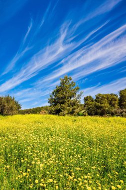 Spring green grass and flowers grow in forest glades. The forest in the center of Israel. Forest Ben Shemen. Clean air and blue sky.  clipart