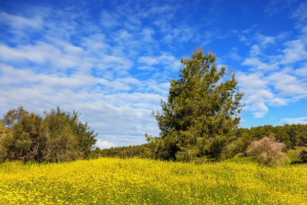 以色列中部的绿色森林 森林本 春天的草和花生长在森林的森林中 清新的空气和蔚蓝的天空 — 图库照片