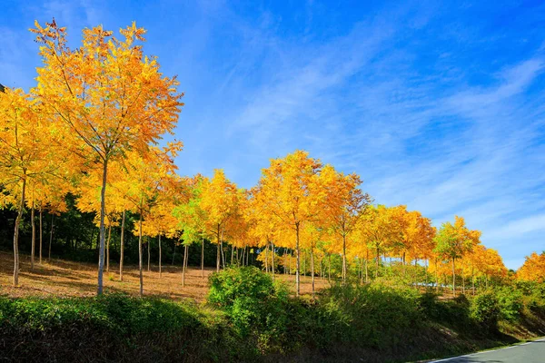 从圣塞巴斯蒂安到托洛萨的路杨树林中被阳光刺穿的小巷给人留下深刻印象 风景如画的巴斯克国家 秋天的艳丽色彩 — 图库照片