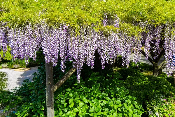 Picturesque Blooming Wisteria Decorate Gardens Temple Flower Temple Kameido Tenjin — Stock Photo, Image