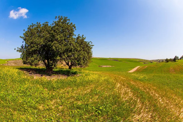 Цветущая Пустыня Негев Прекрасный День Апреле Прогулка Среди Свежей Зеленой — стоковое фото
