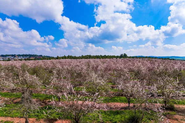 Primavera Israel Enorme Almendro Floreciente Árboles Que Florecen Con Flores — Foto de Stock