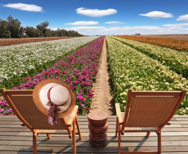 İki ahşap iskemle bir çiçek tarlasının yanında duruyor. Kocaman renkli düğün çiçekleri tarlası. İsrail 'in güneyinde bahar. Ilık güneşli bahar günü. 