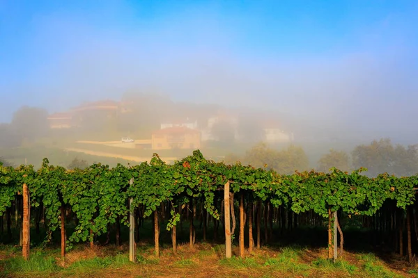 Picturesque Vineyard Rural Life Basque Country Early Autumn Morning Sunrise — Stock Photo, Image