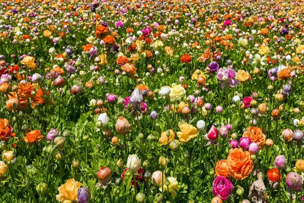 Magnífico Campo Kibbutz Florecientes Tazas Mantequilla Enorme Campo Pintorescas Flores —  Fotos de Stock