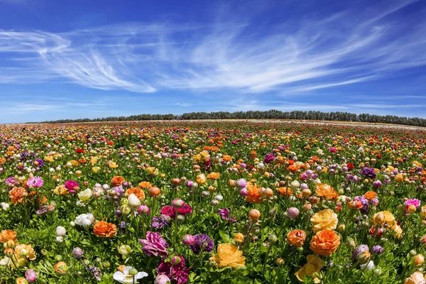 Prächtiges Kibbuzfeld Malerische Große Garten Ranunkeln Hahnenfuß Von Leuchtenden Farben — Stockfoto