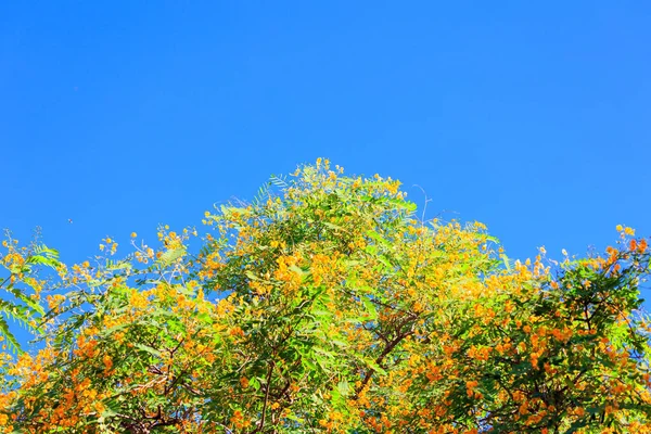 开着花的相思树 开着黄色和橙色的小花 春天来了Shomron的春天开花的树 以色列 — 图库照片