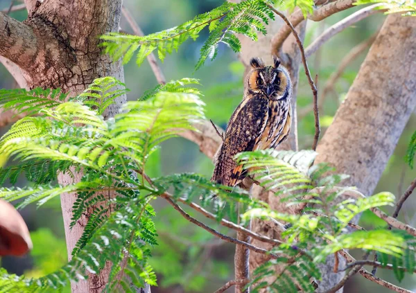 Marvelous Owl Resting Branches Acacia Tree Spring Came Spring Flowering — Stockfoto