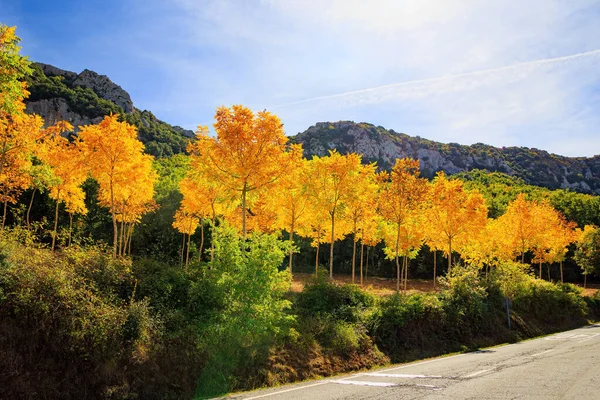 从圣塞巴斯蒂安到托洛萨的路杨树林中被阳光刺穿的小巷给人留下深刻印象 秋天的艳丽色彩 风景如画的巴斯克国家 — 图库照片