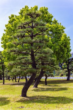 Saray meydanındaki güzel park. Eski Edo Kalesi 'nin bahçesindeki imparatorların evi. Japonya İmparatoru 'nun sarayı. Tokyo. 