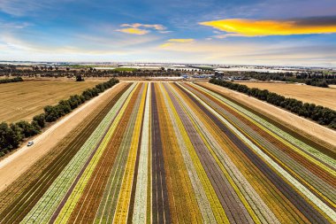 Kibbutz tarlasında büyük bahçe çiçekleri çiçek açtı. Muhteşem çizgili çiçek tarlası. İsrail 'de bahar. Sıcak bir nisan günü. İnsansız hava aracı tarafından çekilen muhteşem fotoğraflar..