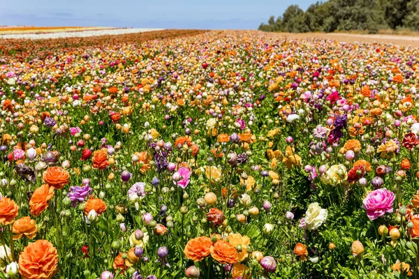 Srail Güneyinde Bahar Parlak Renkli Büyük Bahçe Çiçekleri Geniş Çizgili — Stok fotoğraf