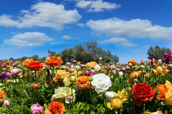 Lente Het Zuiden Van Israël Schilderachtige Grote Tuinbloemen Prachtige Kibboets — Stockfoto