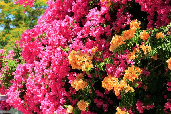 Adorável Bougainvillea Densa Floresce Luxuosamente Com Borlas Laranja Rosa Flores — Fotografia de Stock