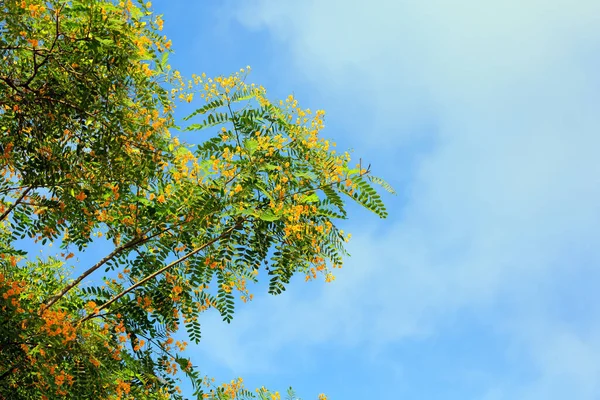 Fioritura Acacia Fiorisce Con Piccoli Fiori Gialli Arancioni Arrivò Primavera — Foto Stock