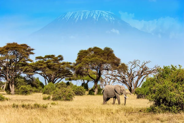 Vadállatok Szabadon Elérhetők Magányos Hatalmas Elefánt Legel Híres Kilimandzsáró Hegy — Stock Fotó