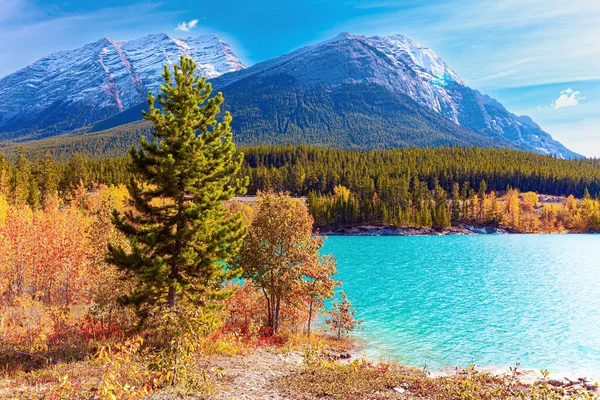 湖面周围是茂密的常绿森林 覆盖着积雪和冰川的山峰 这个人造的亚伯拉罕湖加拿大落基山脉 — 图库照片