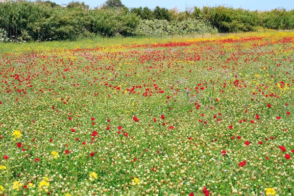以色列的早春 第一束红海葵花翠绿多汁的草地上盛开的红花地毯 — 图库照片