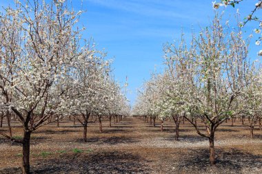 Beyaz ve pembe çiçekli badem ağaçları çift sıra büyür. İsrail. Güzel, geniş bir koruluk. Düşen çiçekler zemini bir halı gibi kaplar. Ilık güneşli bahar günü. 