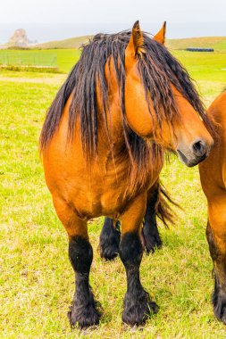 Siyah yeleli güzel at yeşil çimenli çayırda otluyor. Portre. Bask ülkesinin dağ atları. İspanya. Köken bölgenin kültürel sembolü. 