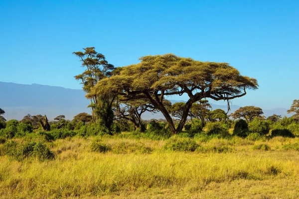有趣的非洲之行 乞力马扎罗山脚下的稀树草原有灌木和沙漠的草原 异国情调 生态和摄影旅游的概念 — 图库照片