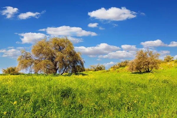 以色列中部的风景如画的绿色森林 森林本 春天的草和花生长在森林的森林中 清澈的空气 蓝蓝的天空 轻盈的云彩笼罩着森林 — 图库照片