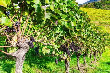 Almanya. Şarap yapımının antik kültürü. Rhine nehri boyunca tepelerde şarap yetiştiren bölge. Ren bağları Kappelrodeck yakınlarında.. 