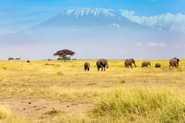  Afrika 'nın en yüksek dağı. Kilimanjaro, tepesinde sonsuz karlarla. Kocaman kulakları ve küçük kuyrukları olan Afrika filleri sürüsü. Amboseli Parkı.