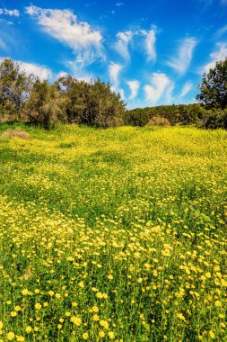 İlkbahar yeşili ve çiçekler orman açıklıklarında yetişir. İsrail 'in merkezindeki orman. Orman Ben Shadi. Temiz hava ve mavi gökyüzü. 